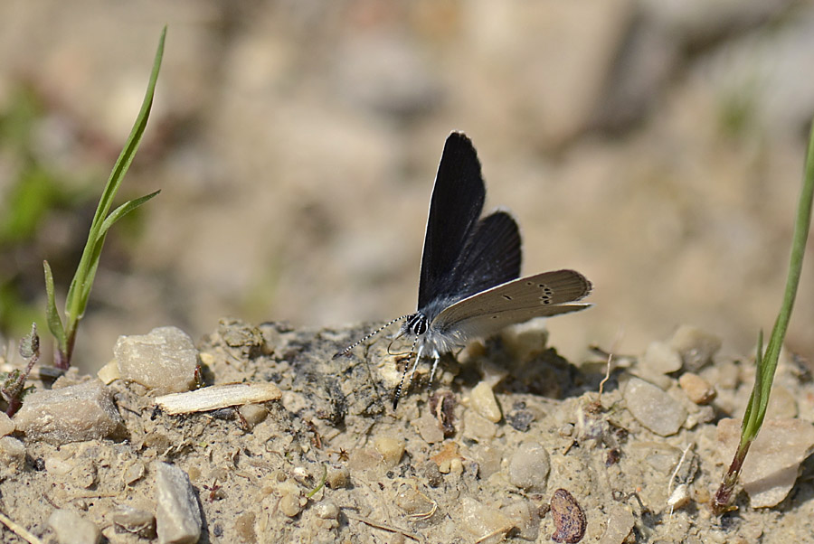 Celastrina argiolus e Cupido minimus ?